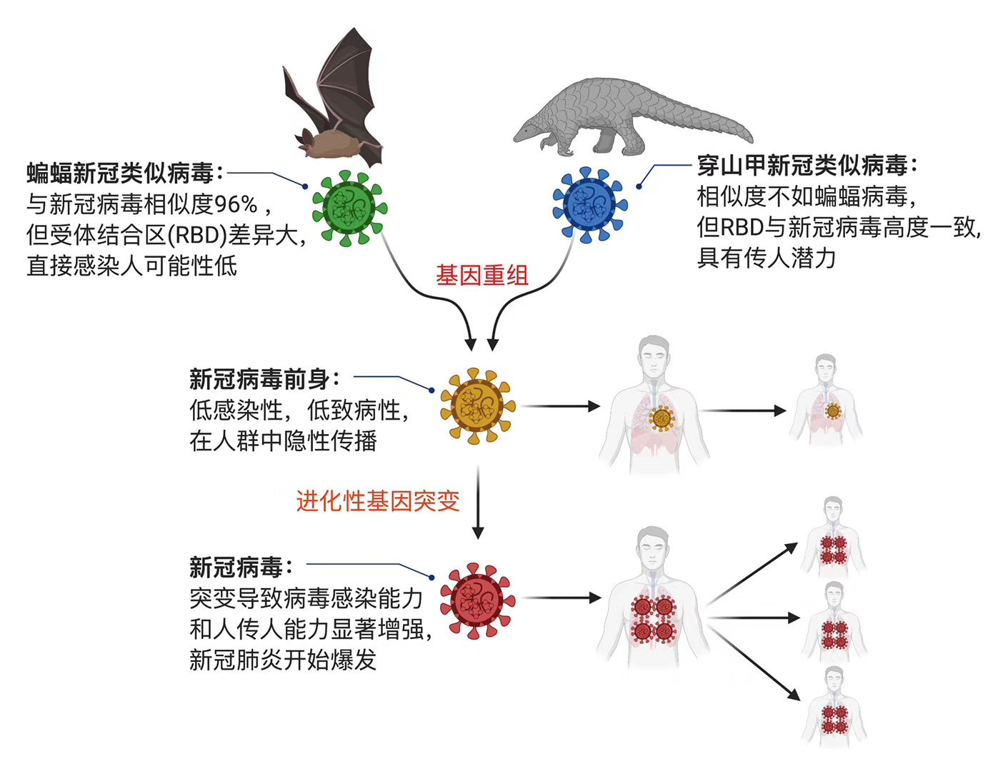 最新疫情起源研究，探寻新冠病毒的来源与演变